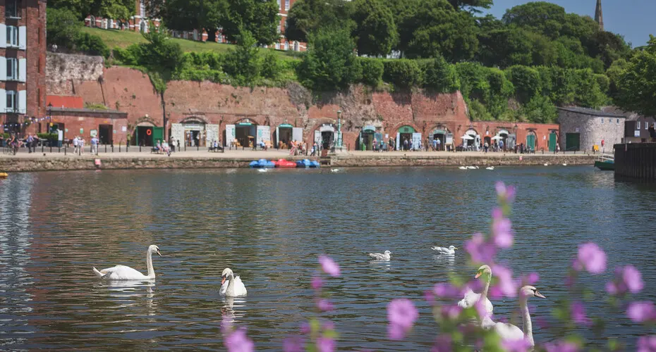Swans swimming on the River Exe at the quay in Exeter